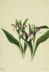 Orchis spectabilis, 1926