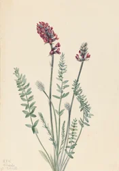 Oxytrope voyante Oxytropis splendens, 1922