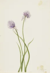 Oignon de Sibérie (Allium sibericum)