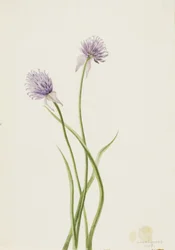 Oignon de Sibérie Allium sibericum, 1903