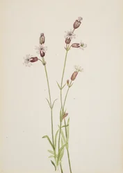 Silene multicaulis, vers 1900-1920