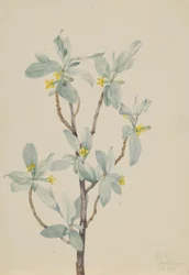 Myrtille (Elaeagnus commutata)
