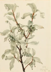 Myrtille (Elaeagnus commutata)