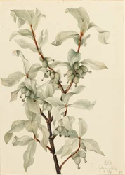 Élaéagnus argenté Elaeagnus commutata, 1922