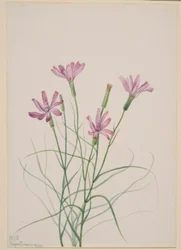 Herbe aux squelettes (Lygodesmia grandiflora)