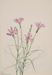 Lygodesmia grandiflora, 1931