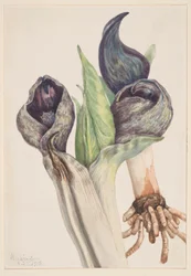 Chou mouffette (Spathyema foetida)