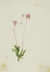 Dodécatheon pauciflorum (Dodecatheon pauciflorum)
