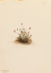 Petite airelle (Oxycoccus palustris)