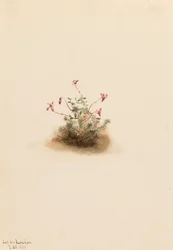Petite Canneberge
