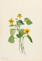 Violette jaune lisse (Viola eriocarpa)