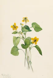 Violette jaune lisse Viola eriocarpa, 1919
