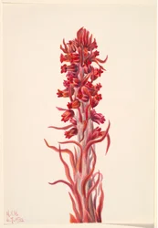 Plante des neiges (Sarcodes sanguinea)