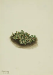 Saule des neiges (Salix nivalis)
