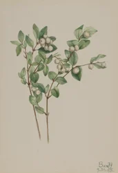 Myrtille (Symphoricarpos albus)