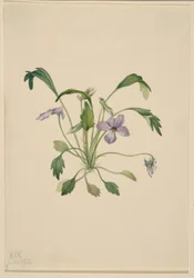Violette à pied d