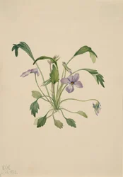 Violette à éperon du sud, 1922