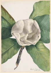 Magnolia du sud (Magnolia grandiflora)