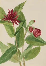 Calycanthus occidental (Cicebush)