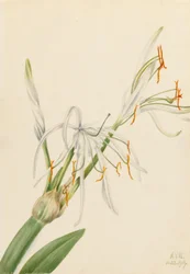 Lys araignée (Hymenocallis rotata)