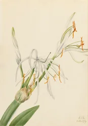 Lys araignée, 1919