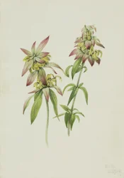 Monarde ponctuée (Monarda punctata)