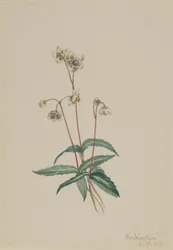 Pipsissewa tacheté (Chimaphila maculata)