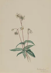 Pipsissewa tachetée Chimaphila maculata, 1918