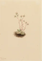 Saxifrage tachetée Saxifraga bronchialis