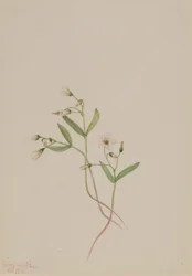 Belle de printemps (Claytonia lanceolata)