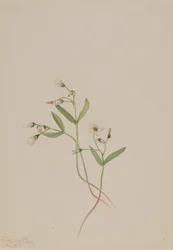 Beauté printanière Claytonia lanceolata, 1916