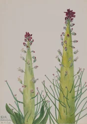 Chou-Indienne Caulanthus inflatus, 1935