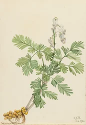 Maïs écureuil (Bikukulla canadensis)