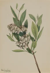 Andromède Pieris mariana