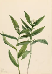 Solomonplume étoilé (Star Vagnera)