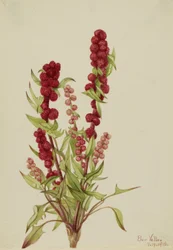 Épinard-fraise Chenopodium capitatum, 1918.