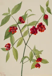 Buisson de fraises - Cœurs éclatants d