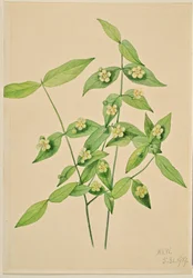 Euonymus americanus (arbuste à fraises)
