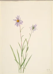 Aster des marais (Aster paludosus)