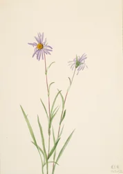 Aster des marais Aster paludosus, 1922