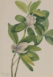 Magnolia des marais (Magnolia virginiana)