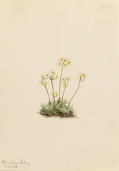 Androsace douce (Androsace carinata)
