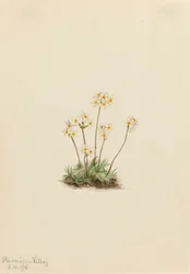 Douce Androsace Androsace carinata, 1916