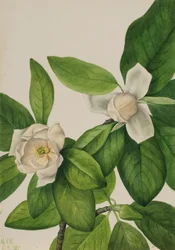 Magnolia à grandes fleurs, 1927