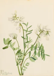 Mélilot (Hedysarum mackenzii)