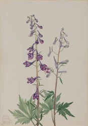 Grande Delphinium Delphinium elongatum