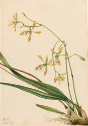 Epidendron de Tampa (Epidendrum tampense)