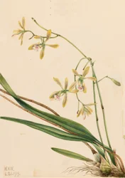 Epidendrum de Tampa, Epidendrum tampense, 1919