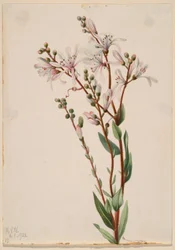 Tournesol (Befaria racemosa)