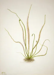Drosera à feuilles filiformes